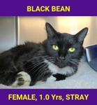 BLACK BEAN